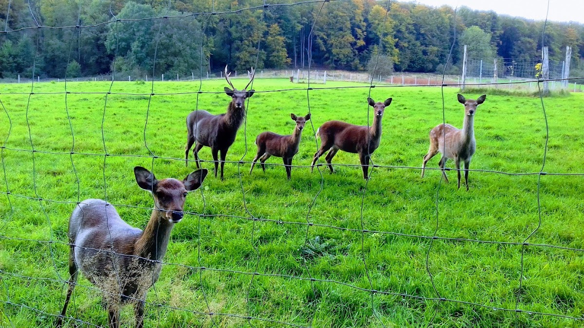 Wildgehege Willebadessen