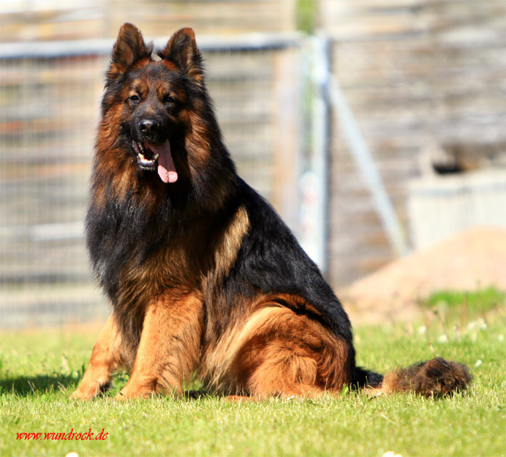 Altdeutsche Schäferhundezucht "von Schloß Bladenhorst"
