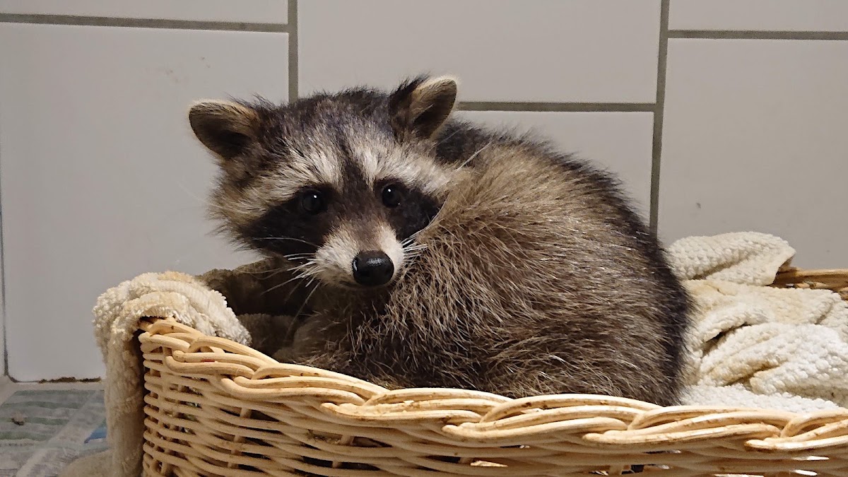 Kleintierpaxis Ute Altmann