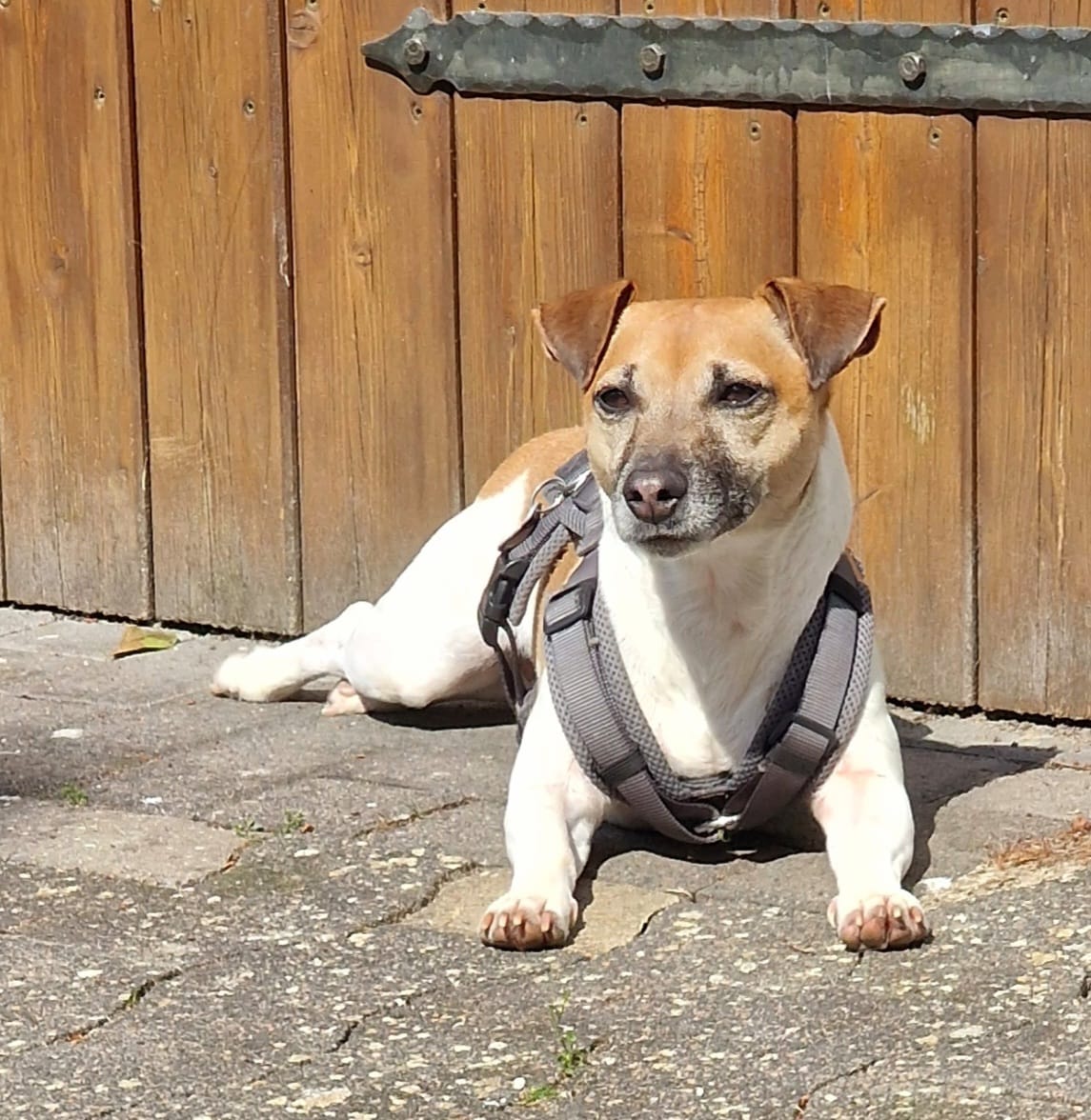 Hundepension in Oelde -Jaschinki"s familiäre Hundepension für Hunde bis 40 cm