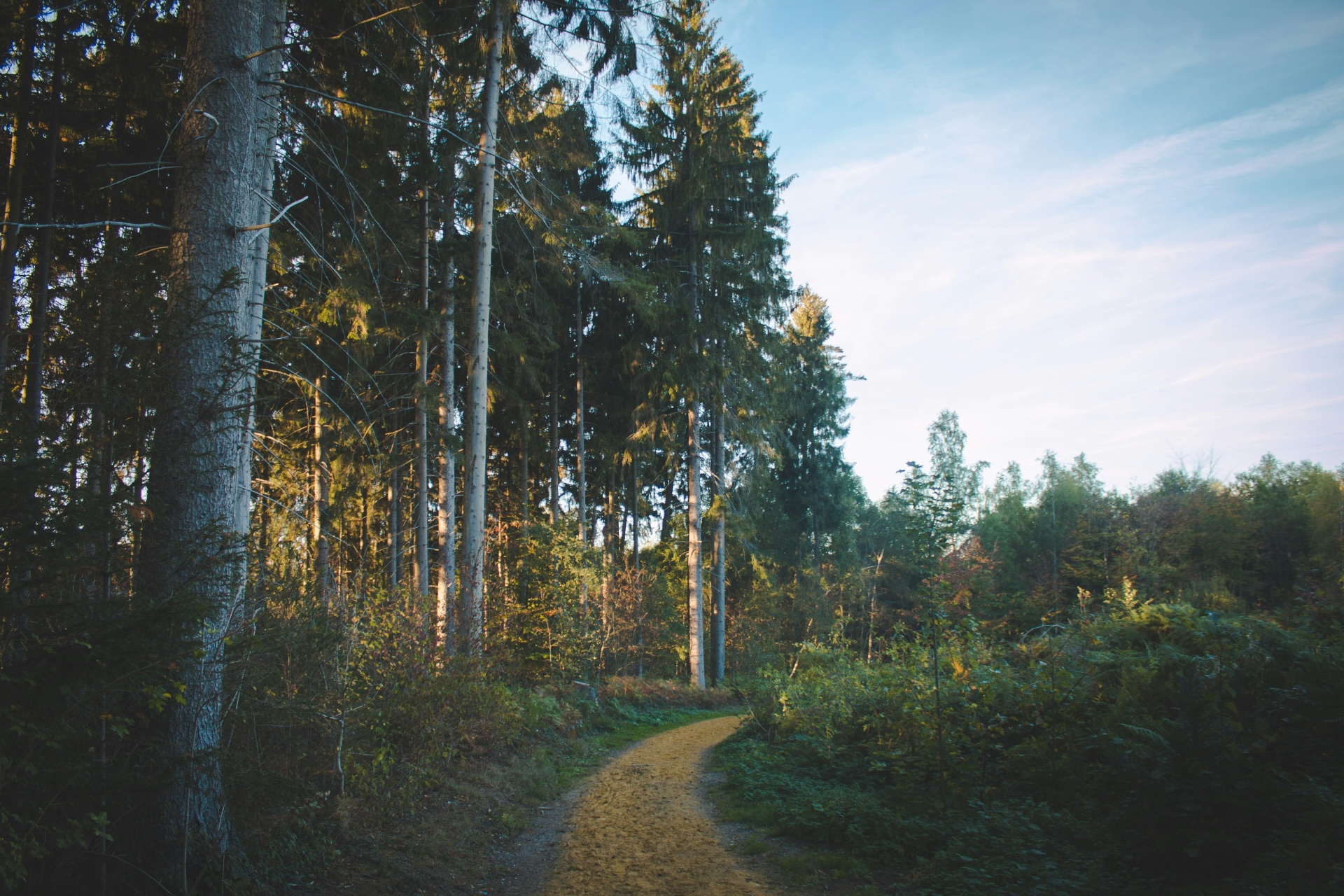 Hundewandern in der Eifel: Die 8 schönsten Routen für Mensch & Hund