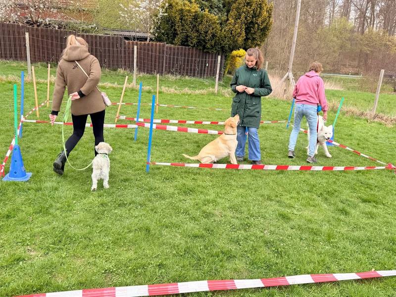 Senne-Dogs