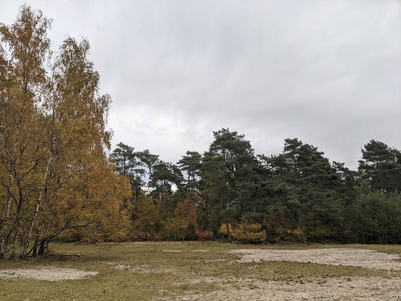 Waldwiese