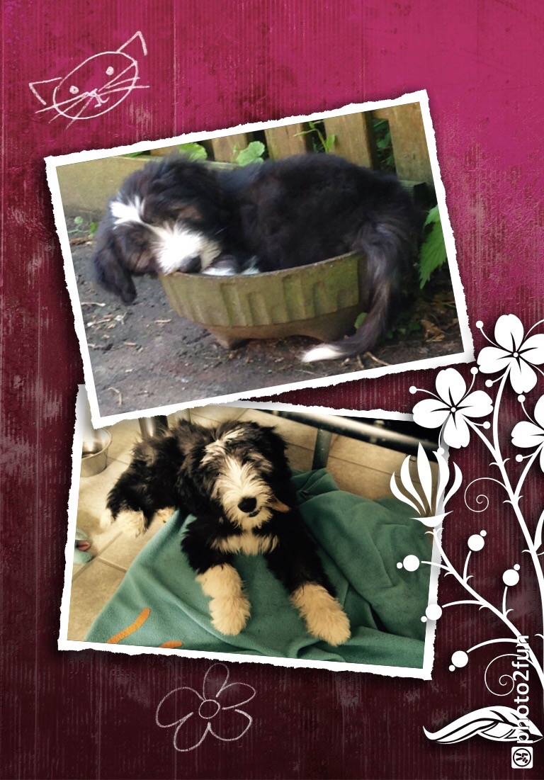 Hundesalon Dog Style by Iris
