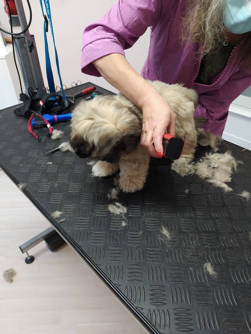 Hundesalon Zottelstube