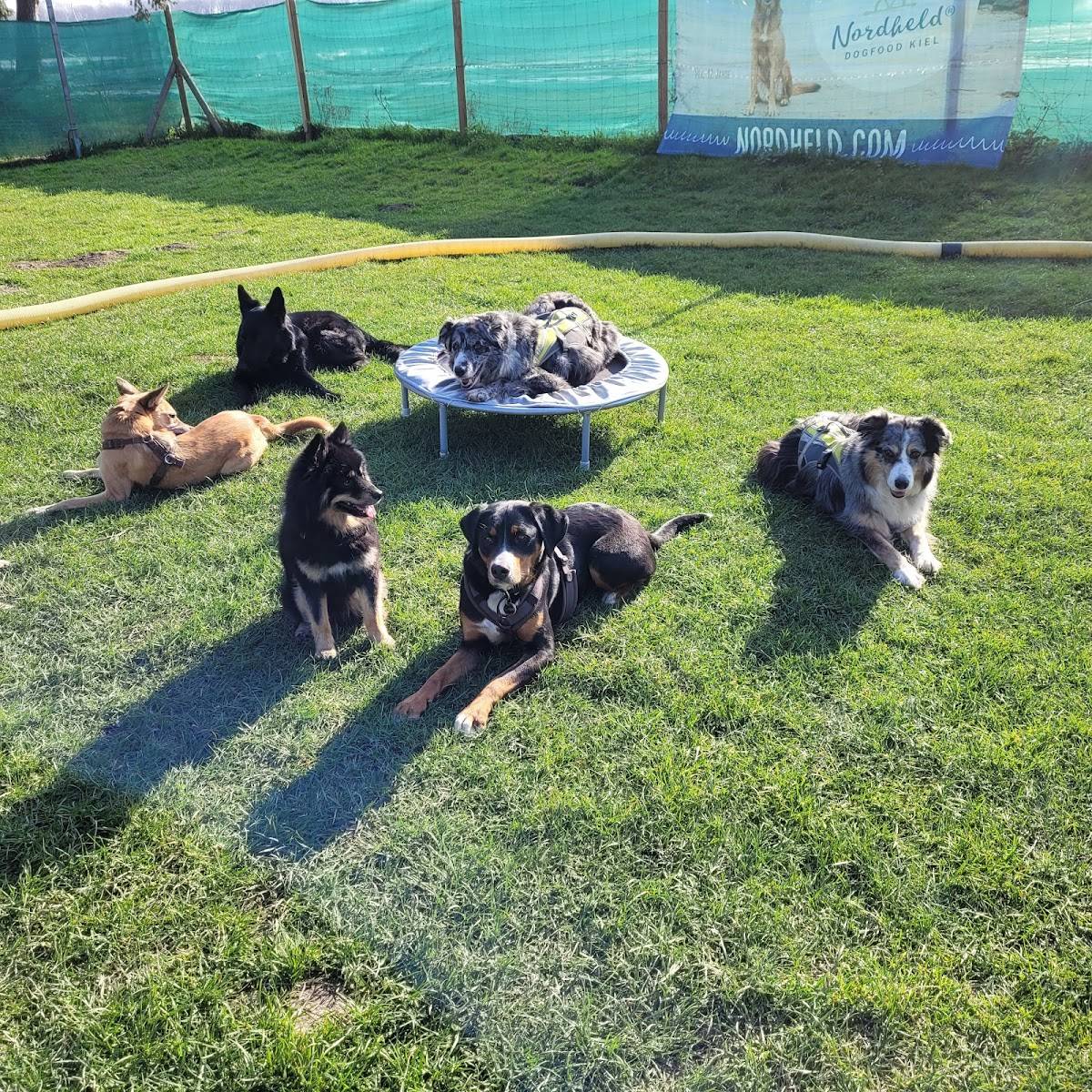 Hundeschule Colonia - Hundeschule Köln