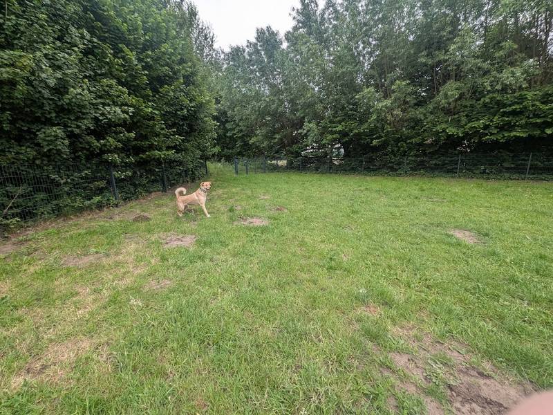 Hundewiese Verl