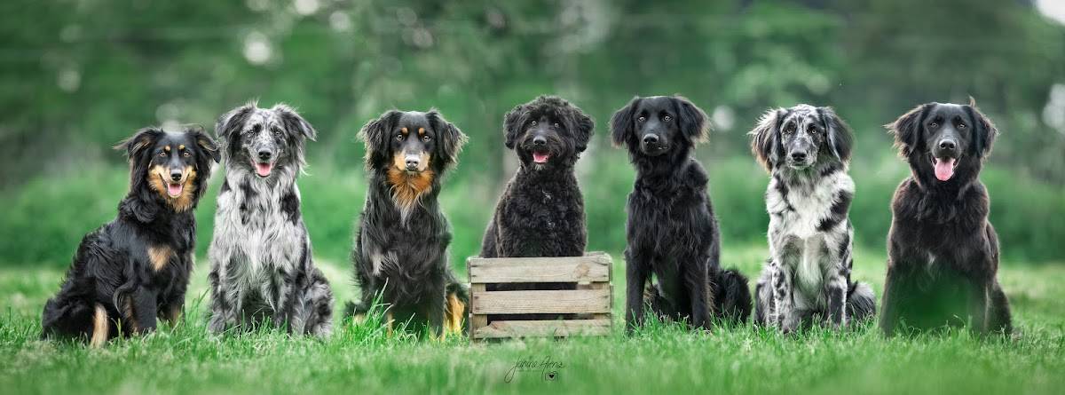 Hundeschule und Mehr