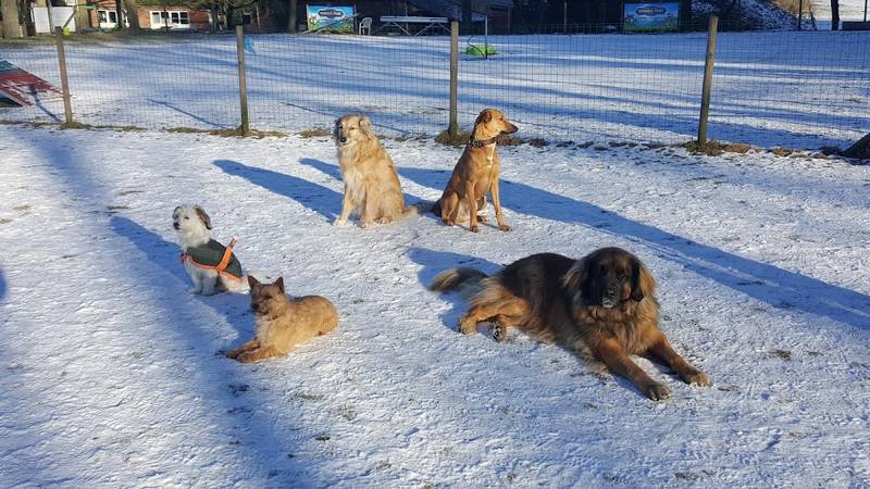 Hundeschule - Hundaktiv