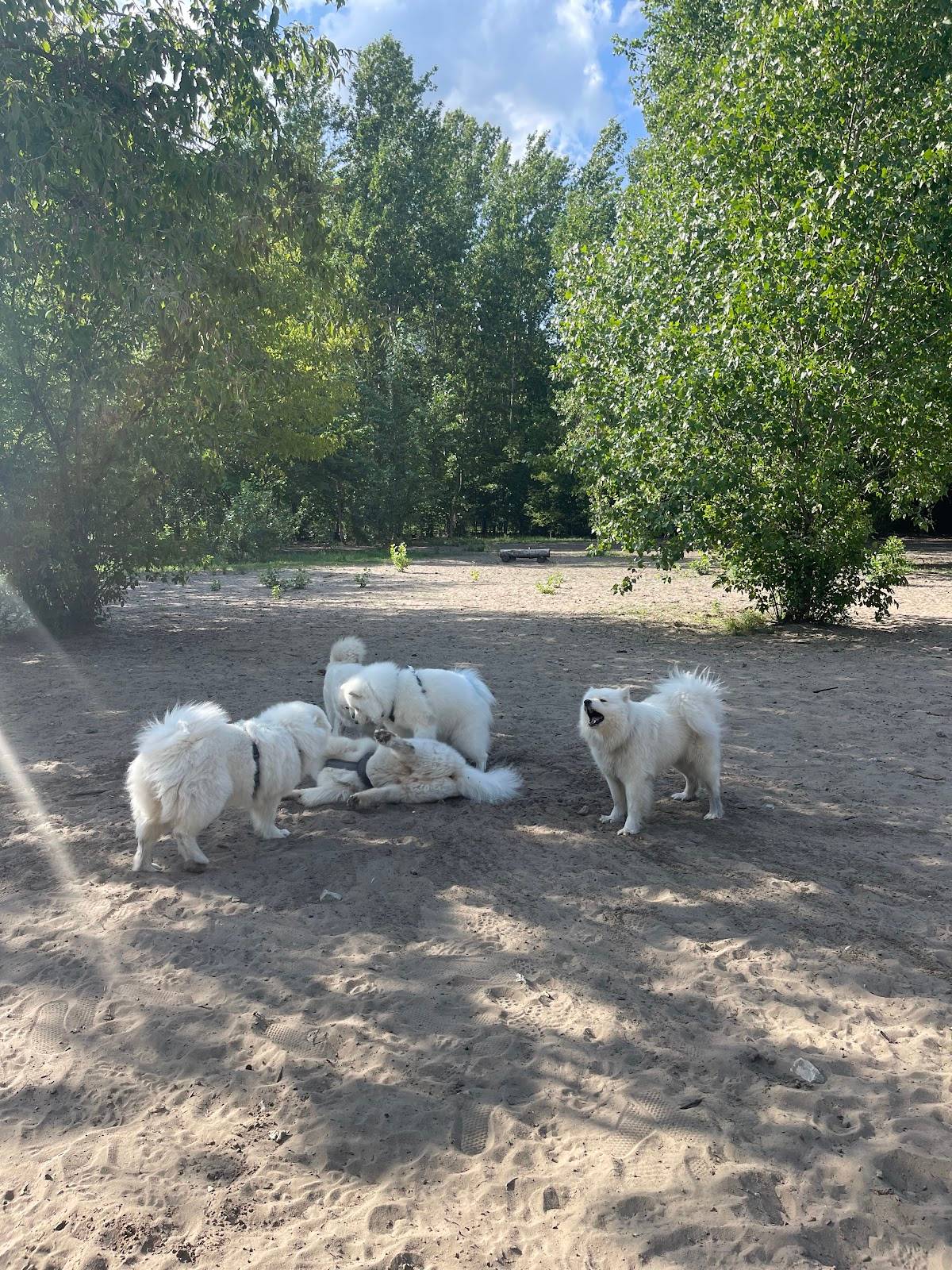 Hundeplatz Rummelsburg