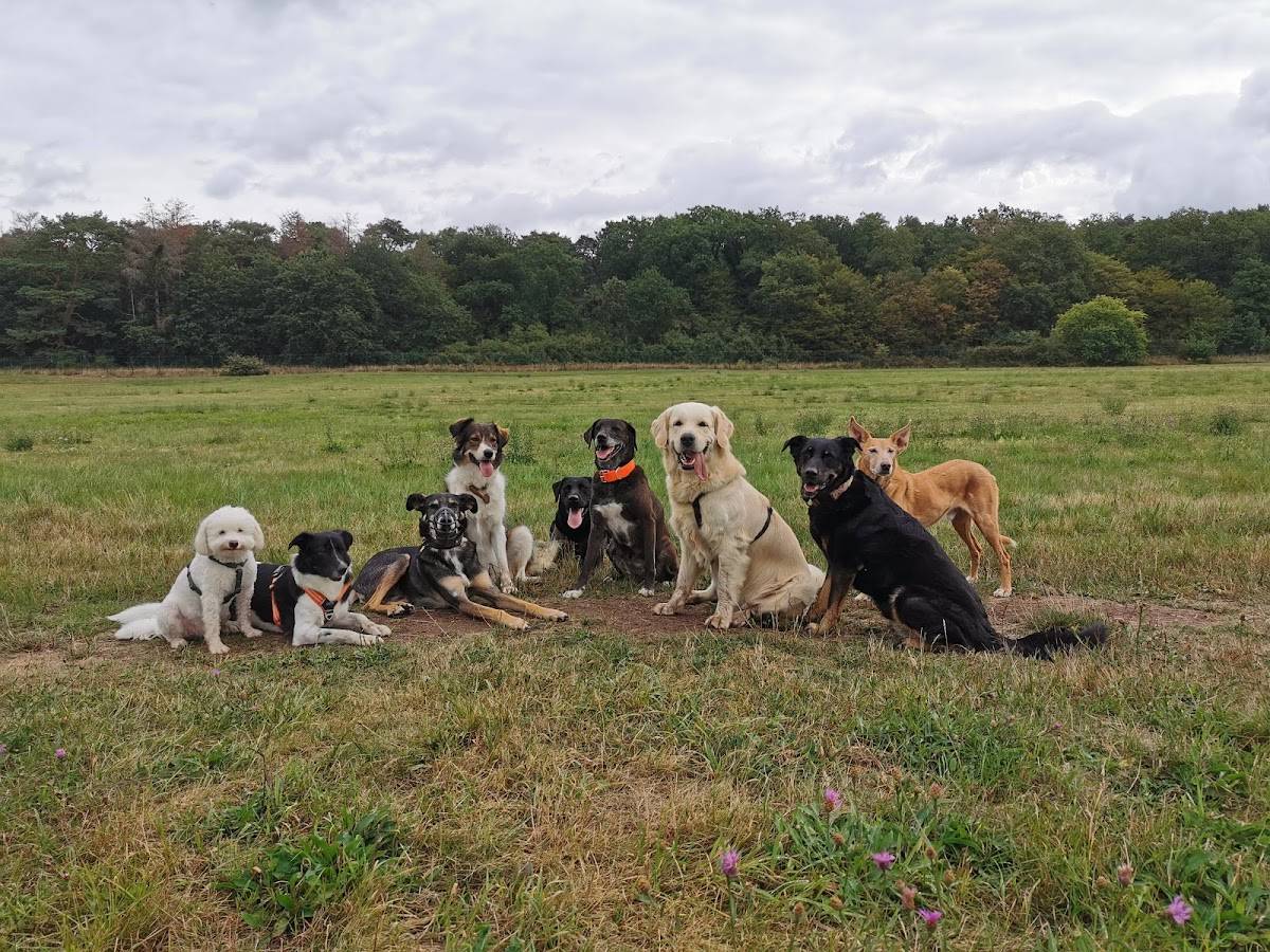 Hundeblick Köln