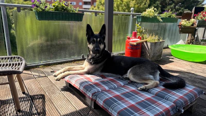 Hundeschule Florence