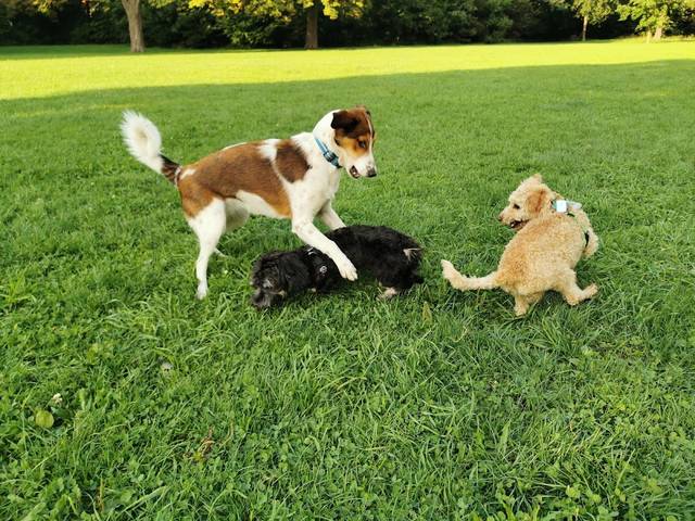 Hundewiese im Hirschgarten