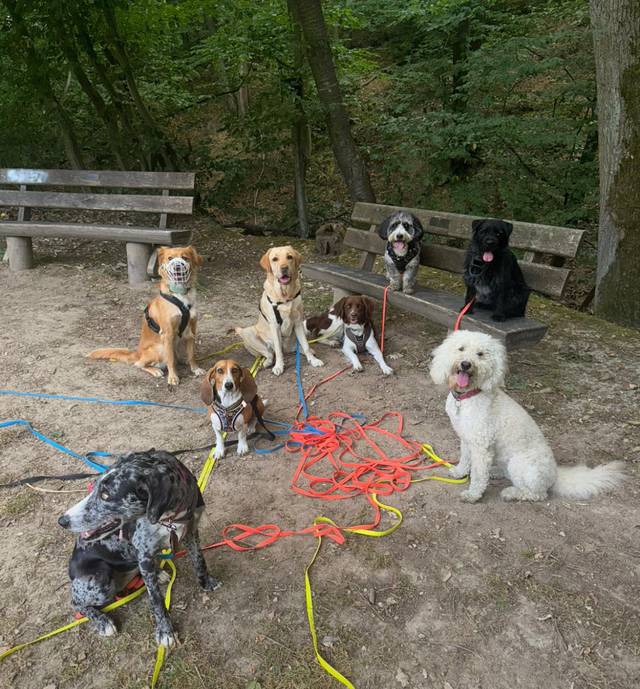 Josi's Dog Paradise