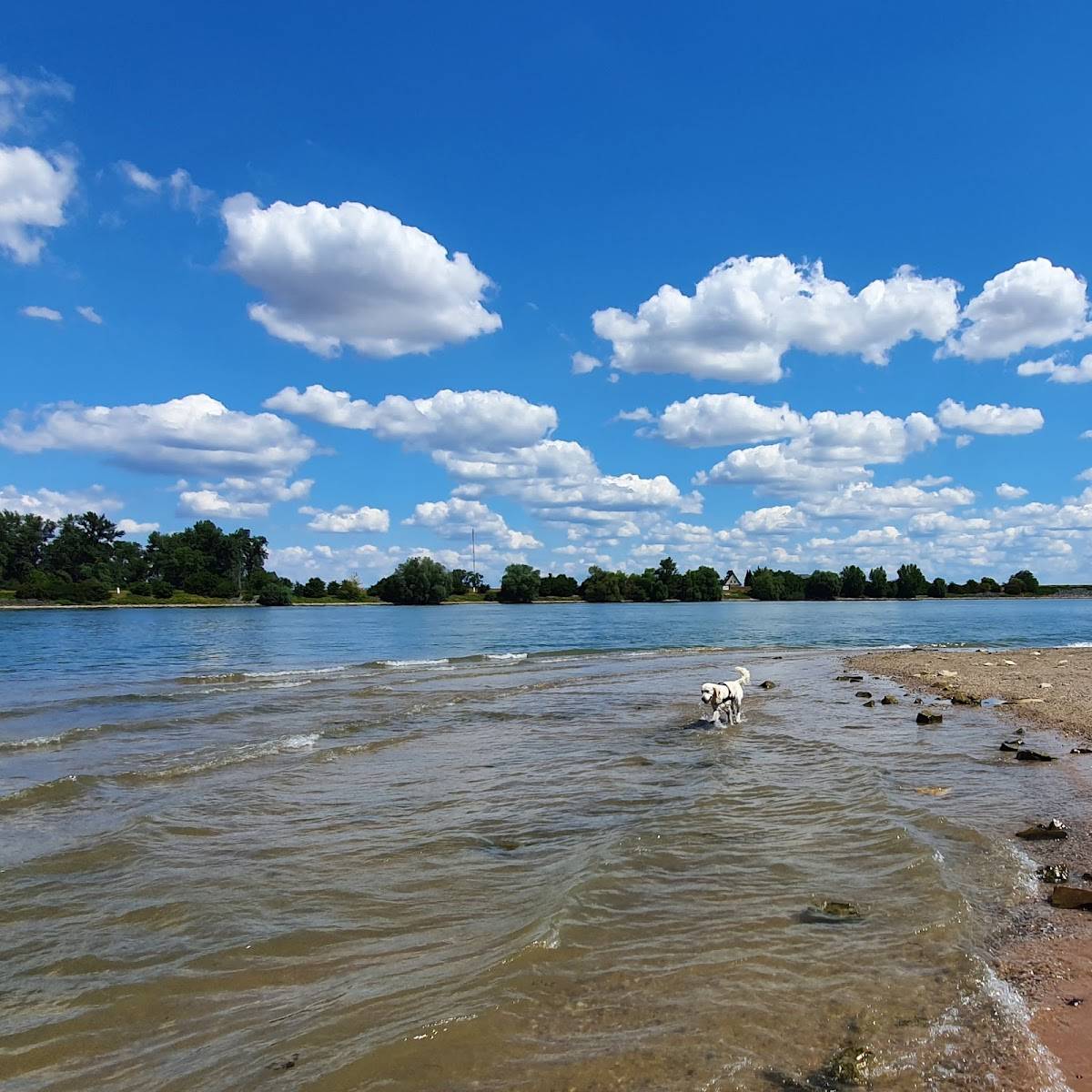 Hundestrand Oppenheim