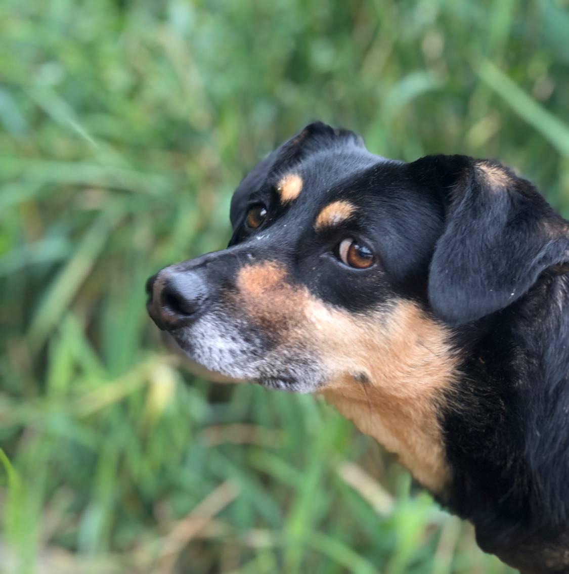 Vintagedogs - Hundeschule & kooperatives Training Darmstadt