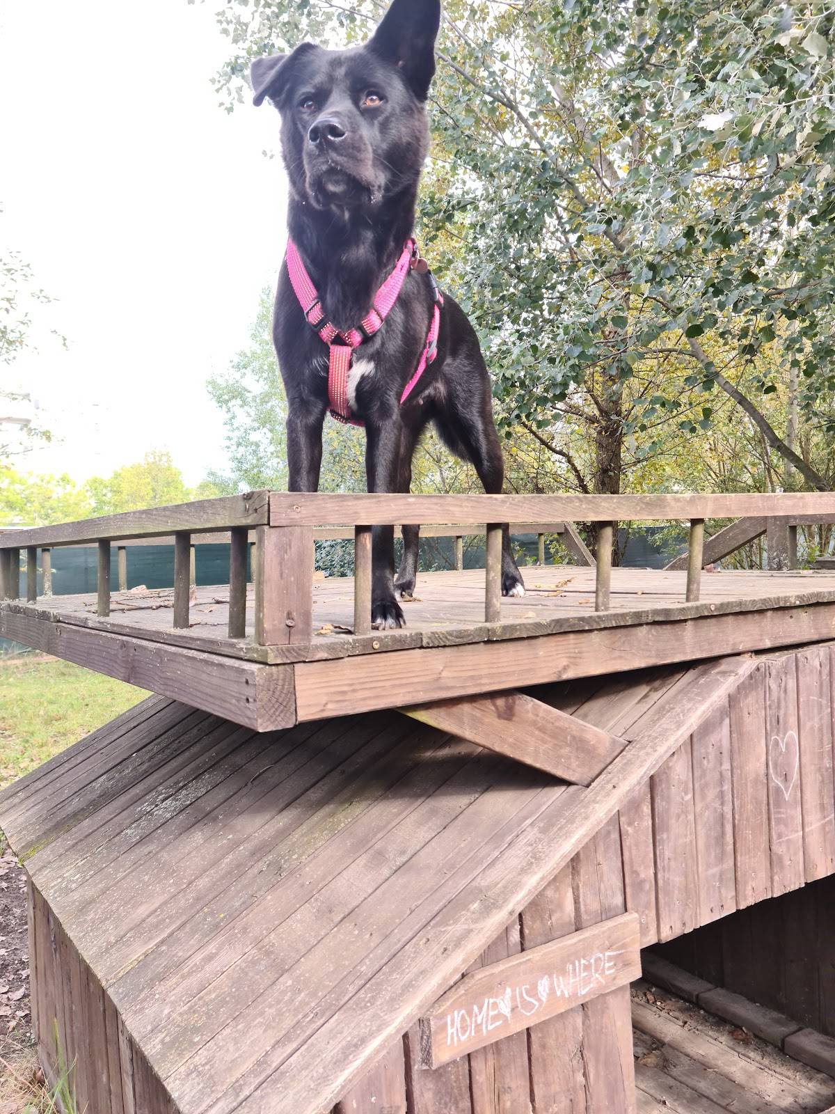 Hundeauslaufgebiet Hohenschönhausen