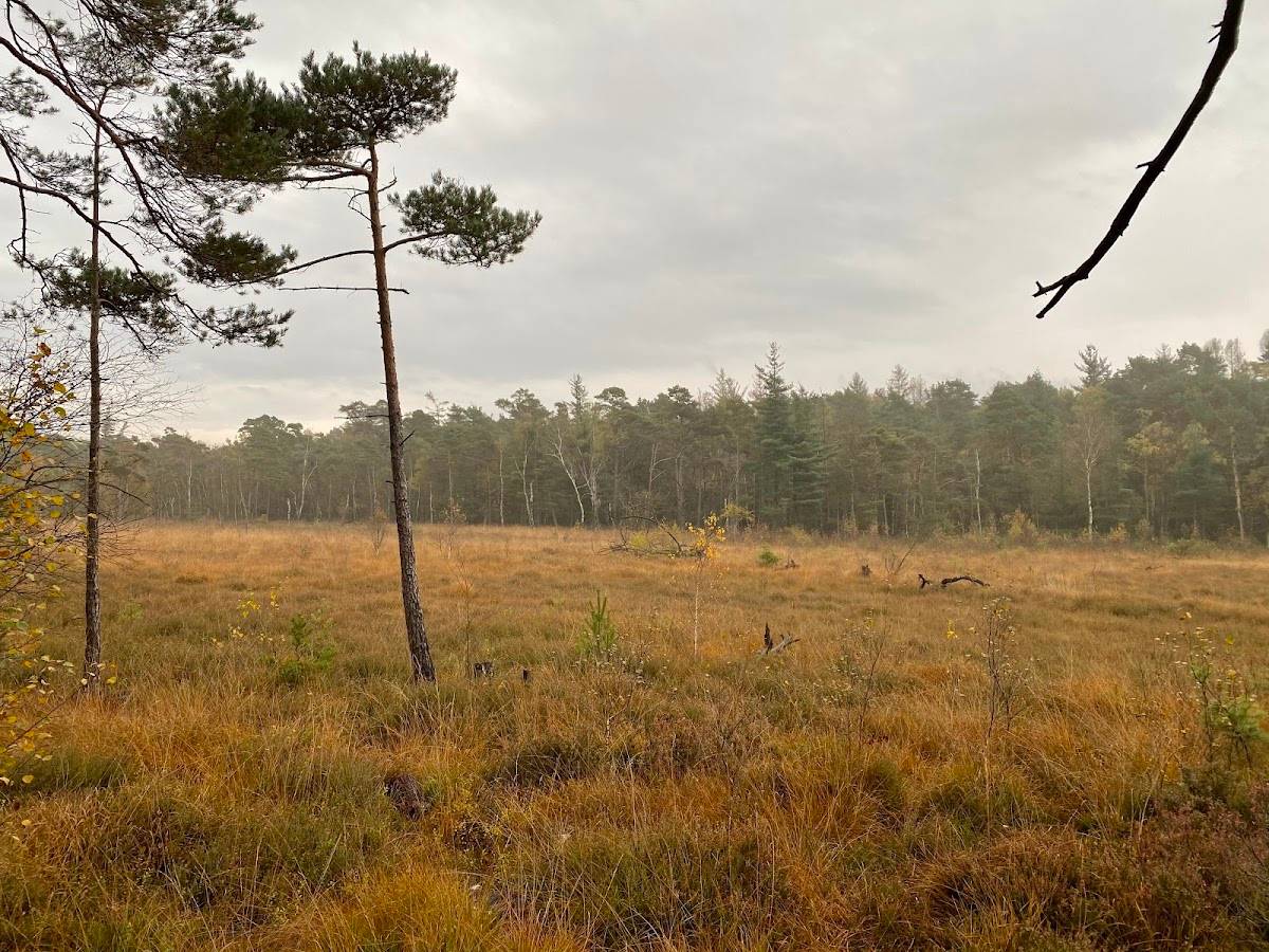 Hiddeser Bent