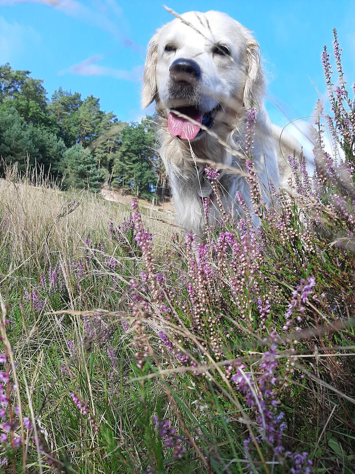 Happy Heide Dogs