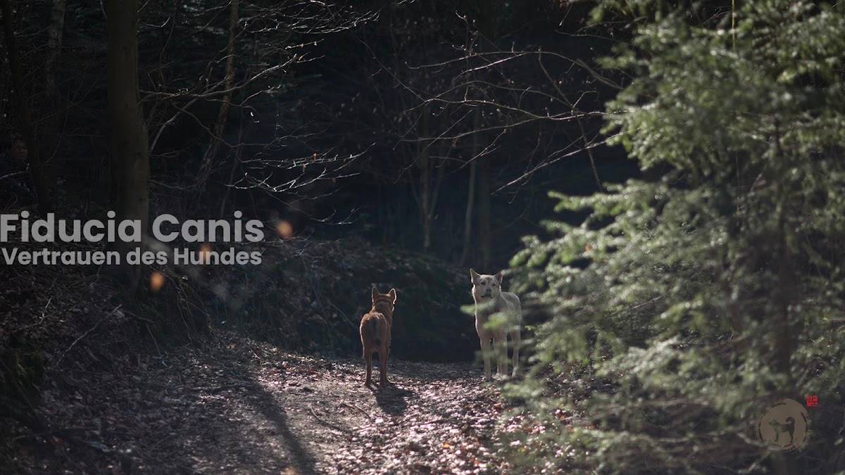 Hundepension Fiducia Canis