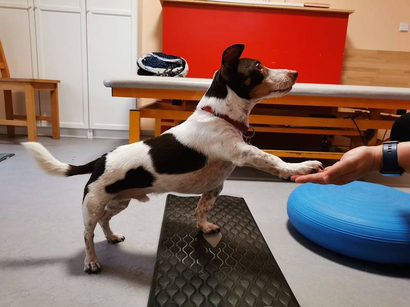 Hundephysio-grünewald