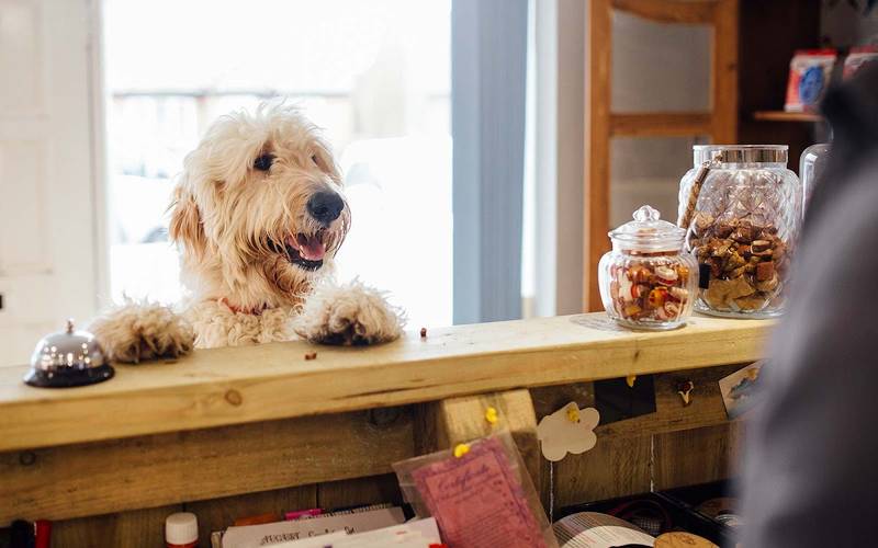 Dog Daycare Hundepension und Tagesstätte München