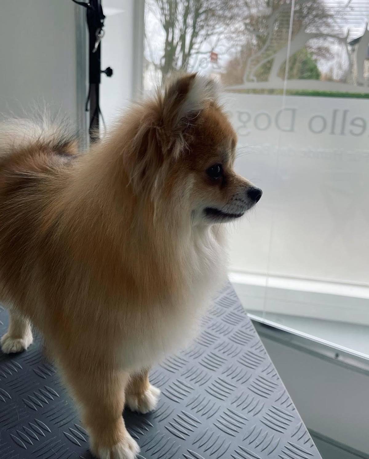Hello Dogs