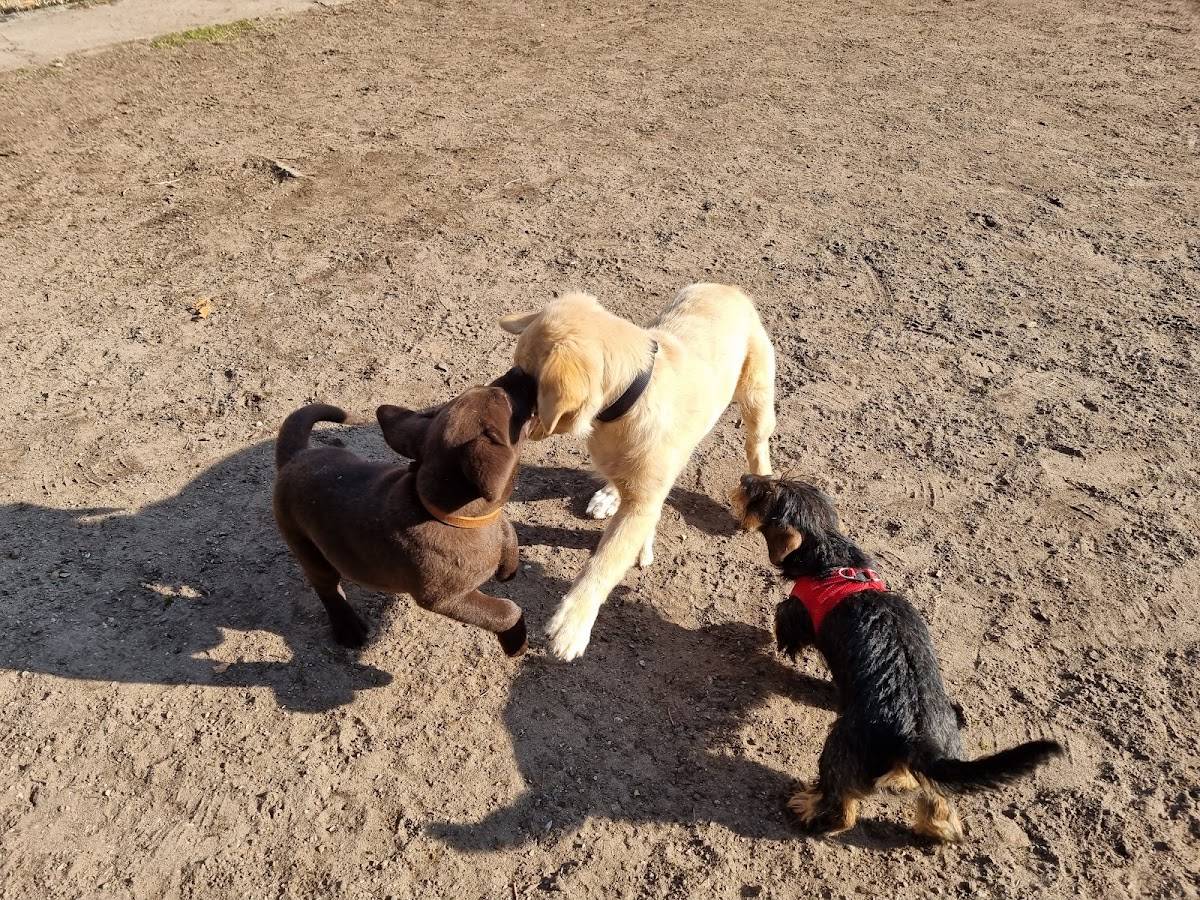 Hundstage