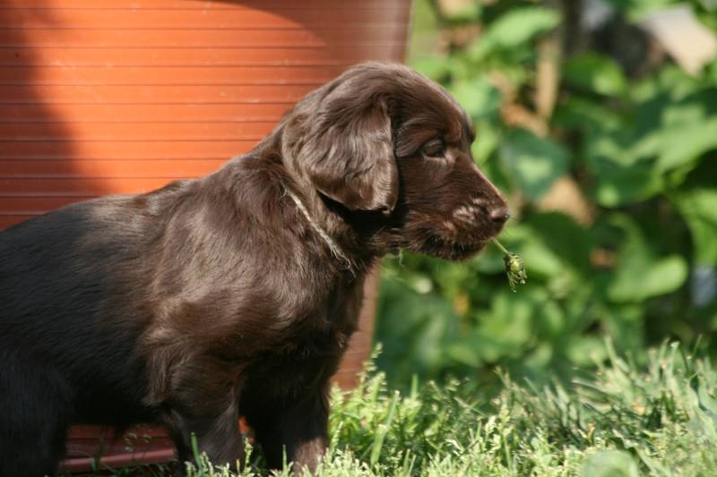 Hundeschule - Freies Hundetraining im Raum München