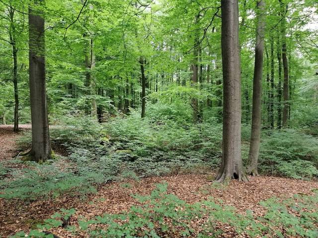 Wildwald Vosswinkel