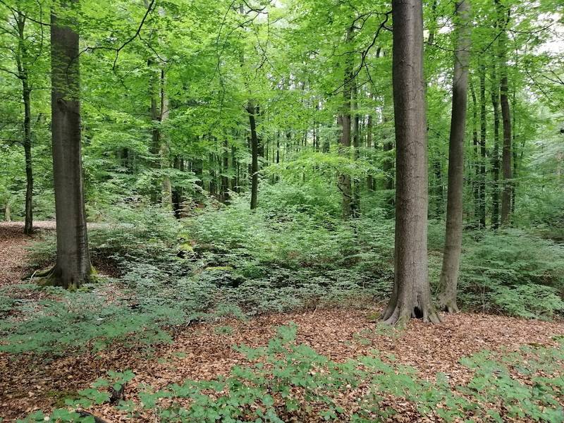 Wildwald Vosswinkel