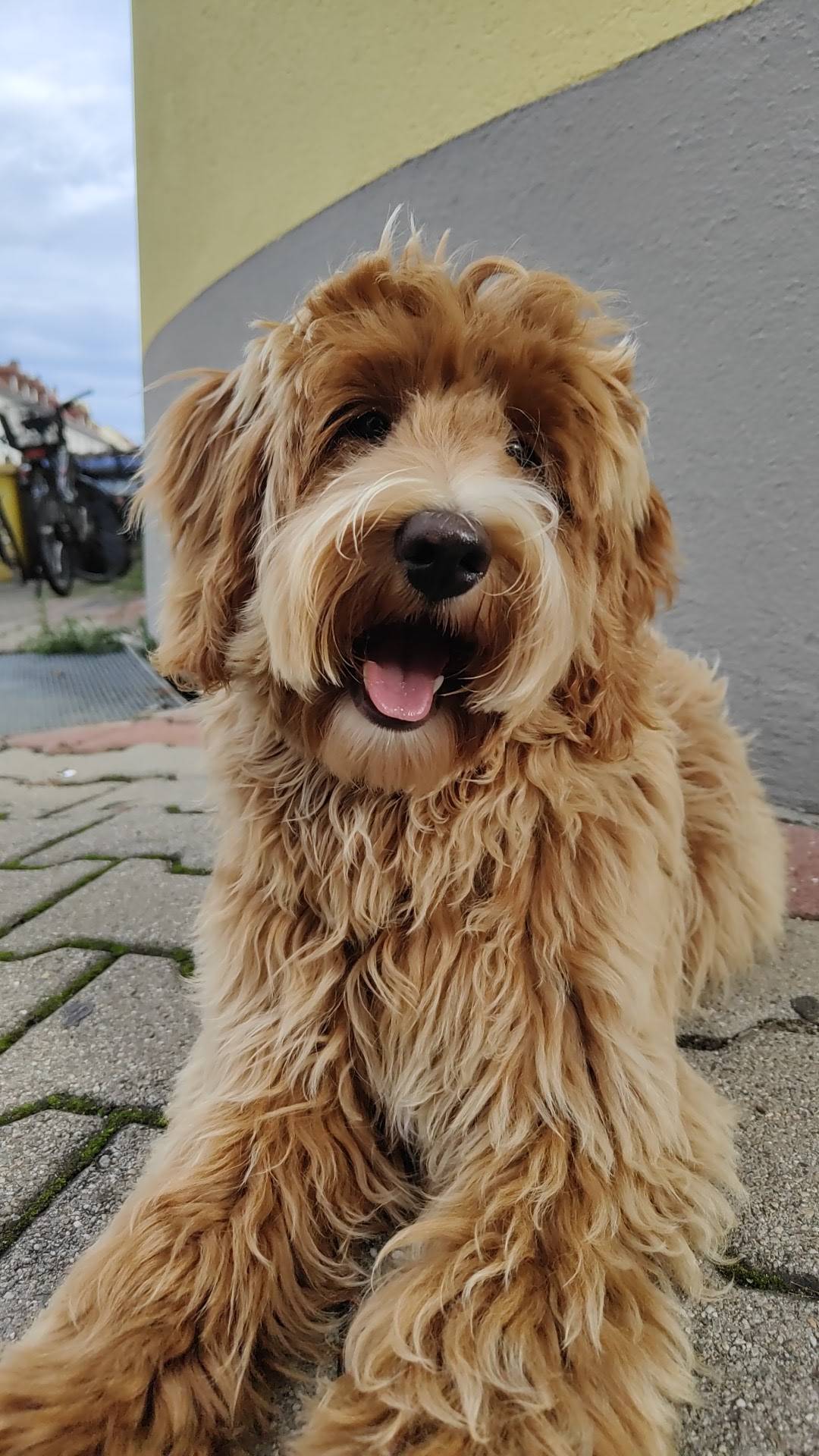 Struwwel Hundesalon