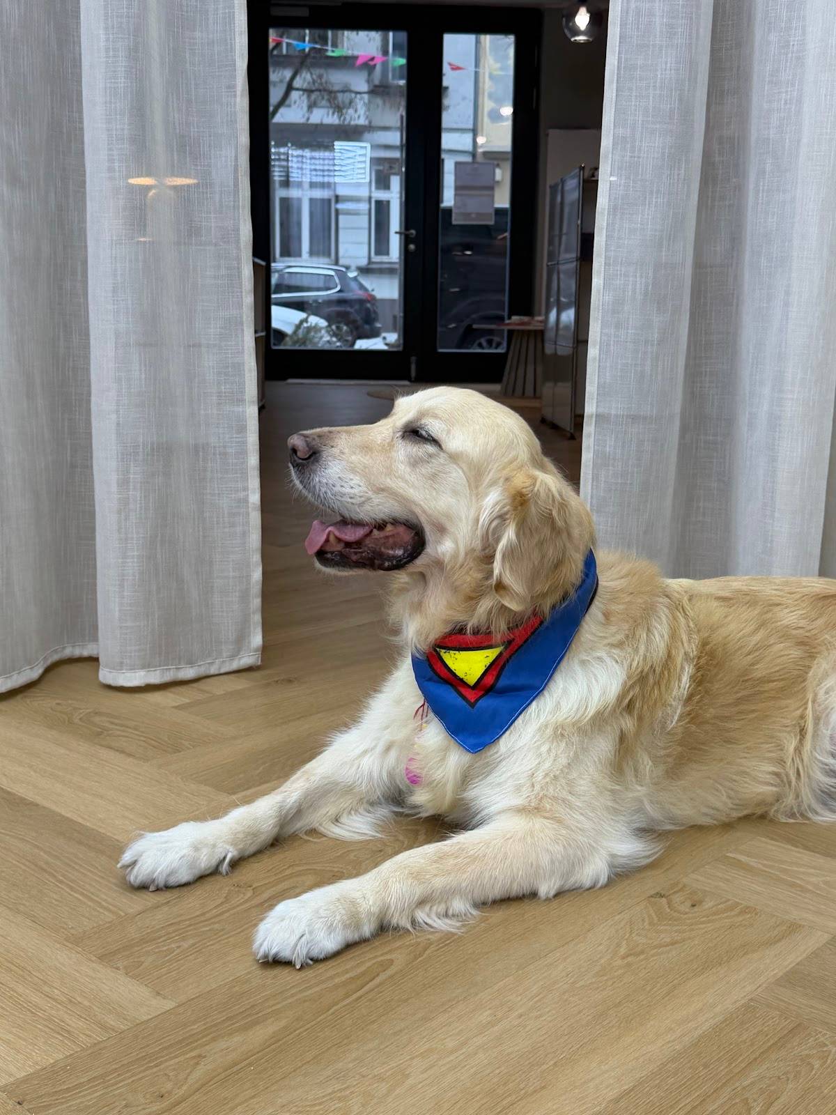 CITY GROOMER dein Hundesalon