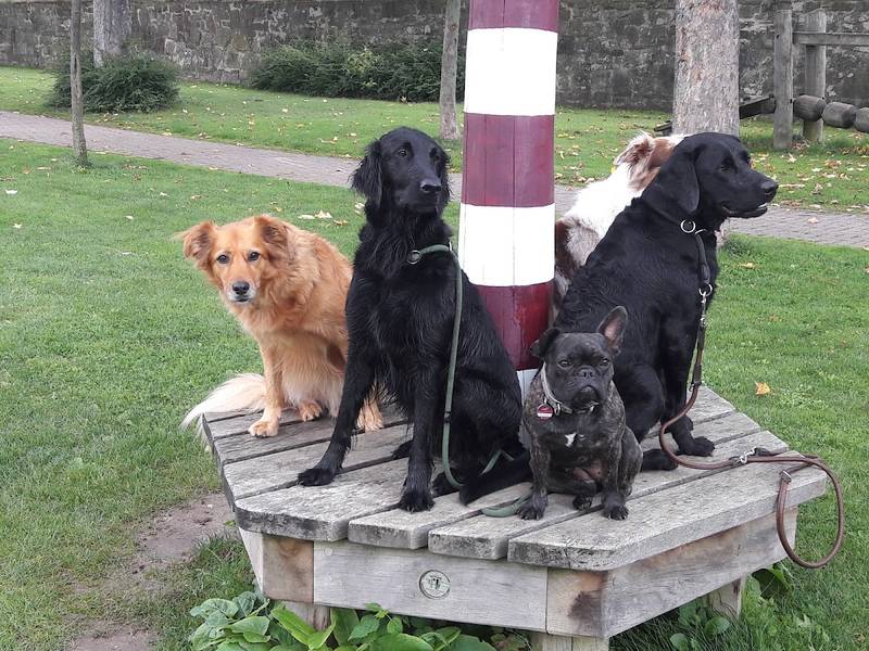 Monika Whitworth Hundeausbildung