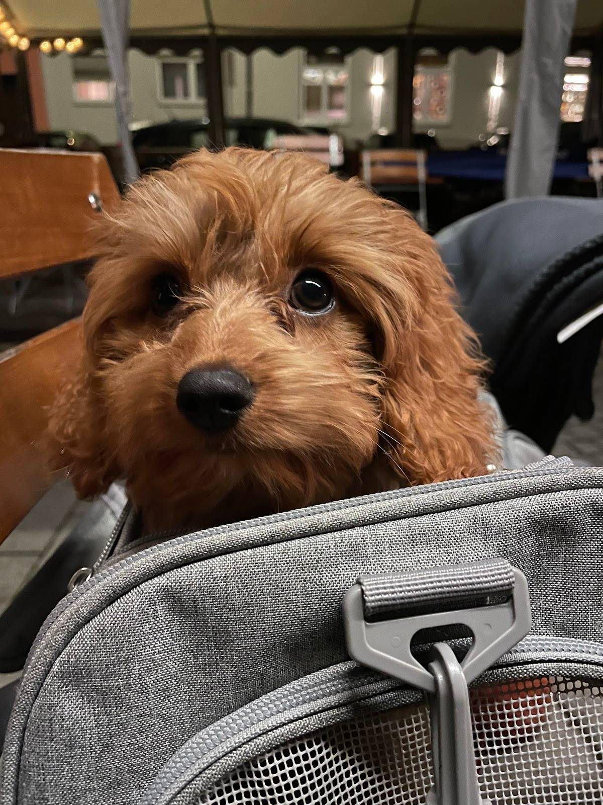 BESSER MIT HUND - kompetente & individuelle Hundeschule in München Ost