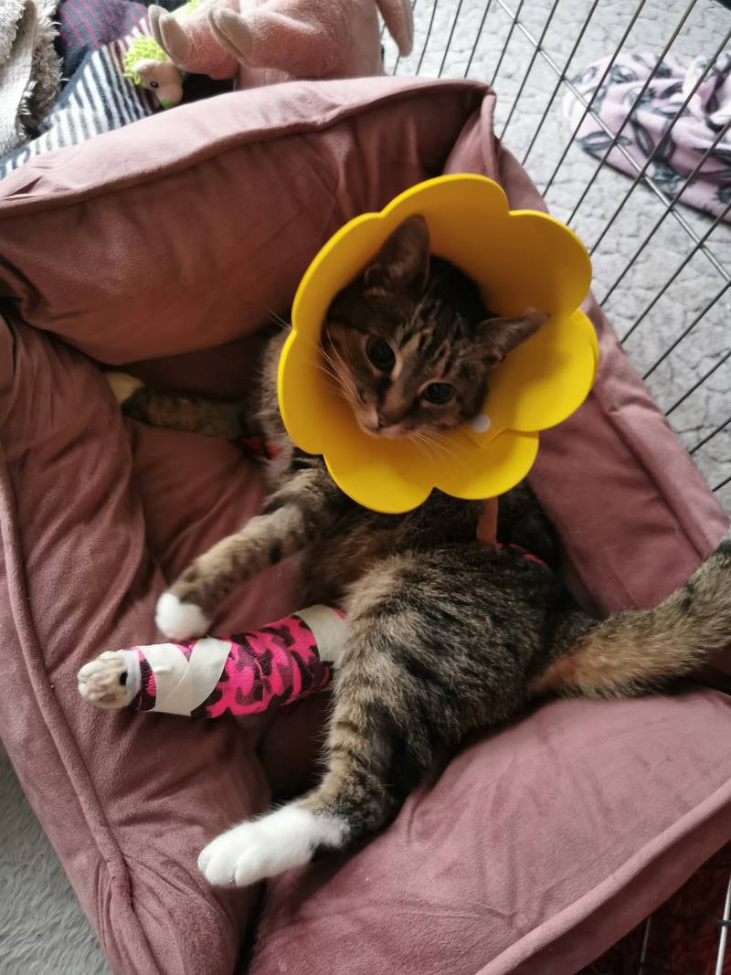 Tierarzt Dr. Kieninger