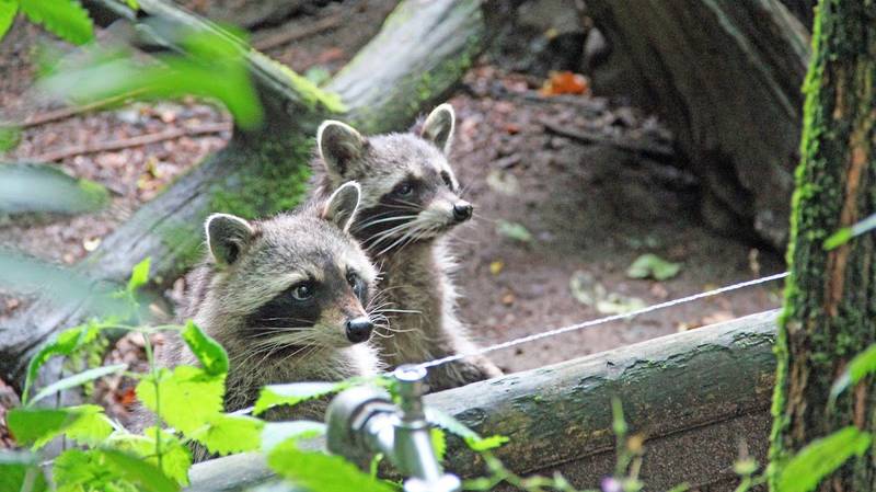 Tierpark Kunsterspring