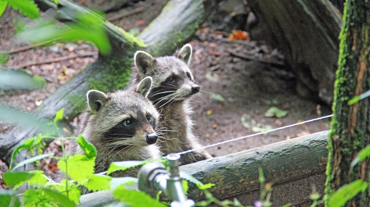 Tierpark Kunsterspring