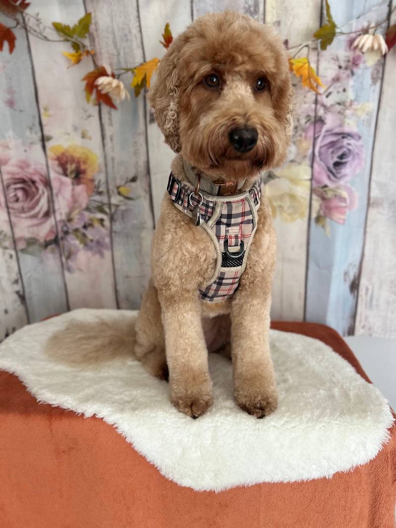 Hundefriseur Dzenitas Fellpflege