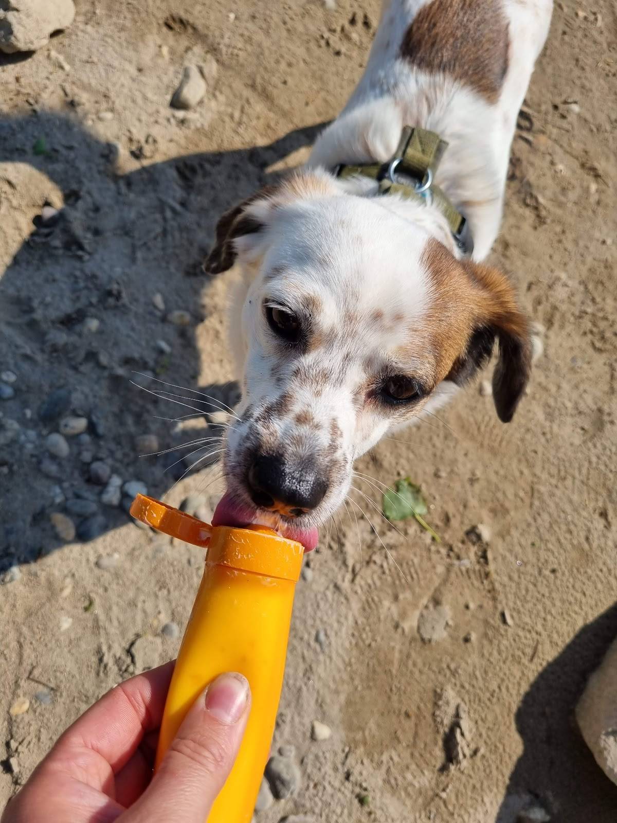 Urban Hunting Dogs Hundetraining