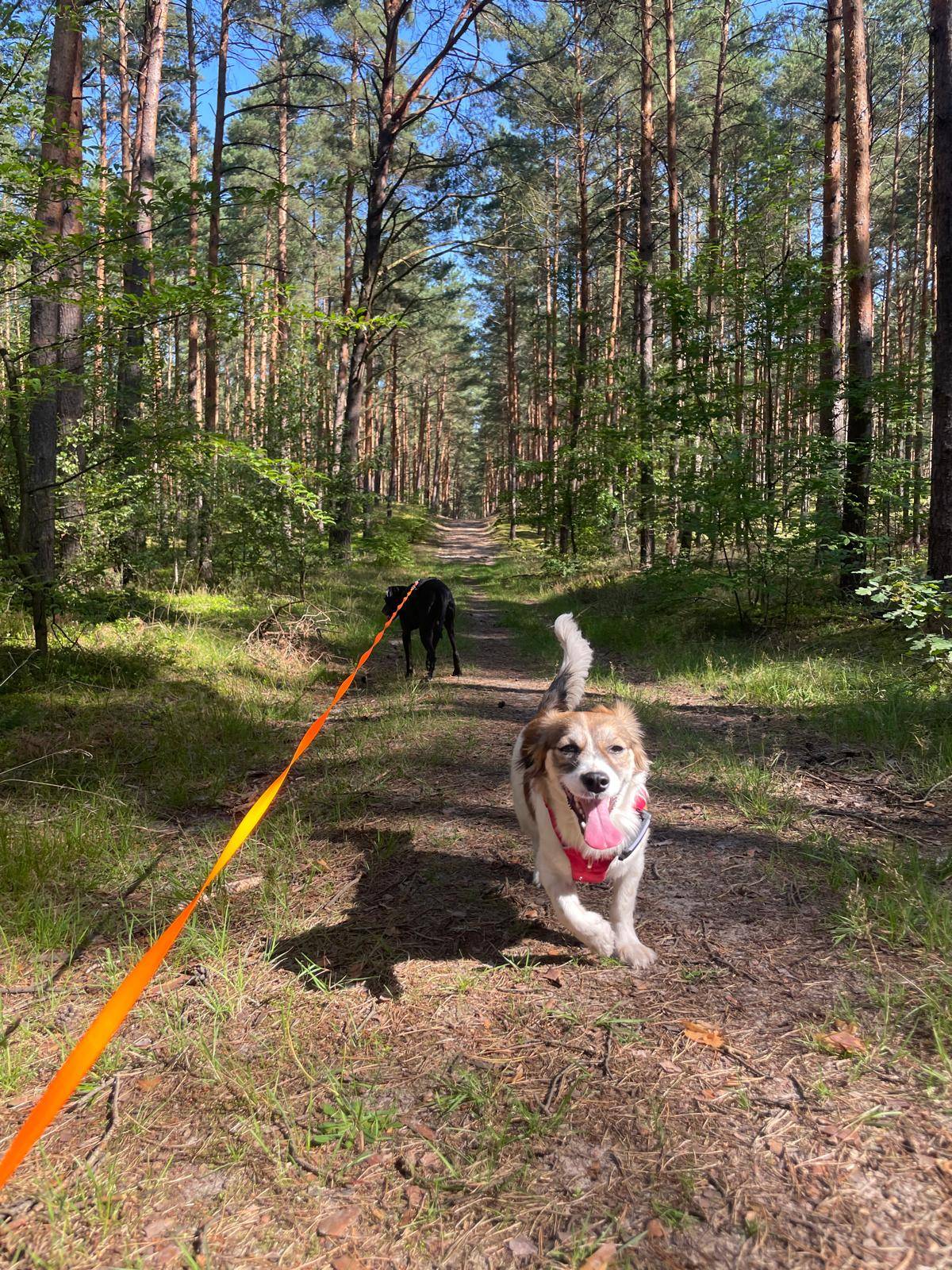 Gina Berlin Hundetraining