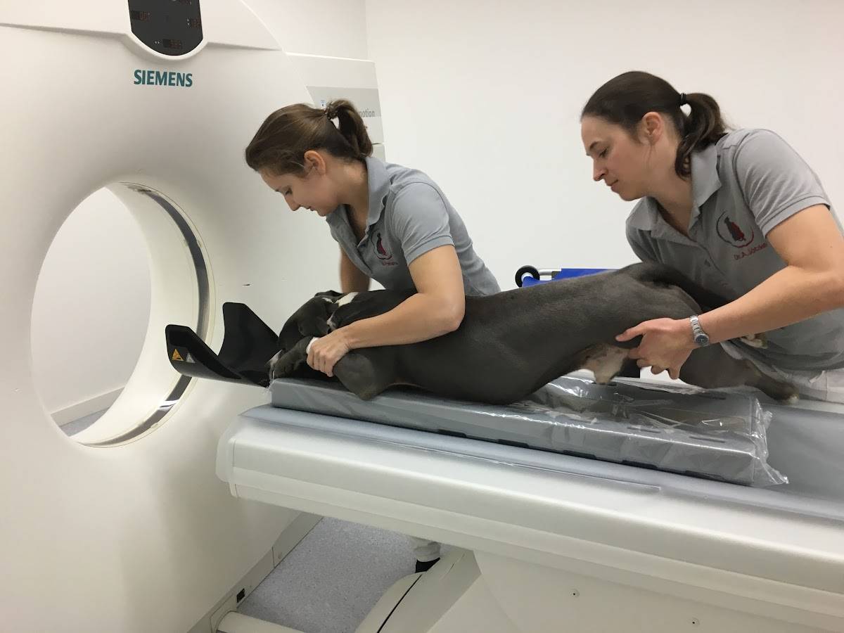 Kompetenzzentrum Kleintiermedizin Dr. Valeska Furck