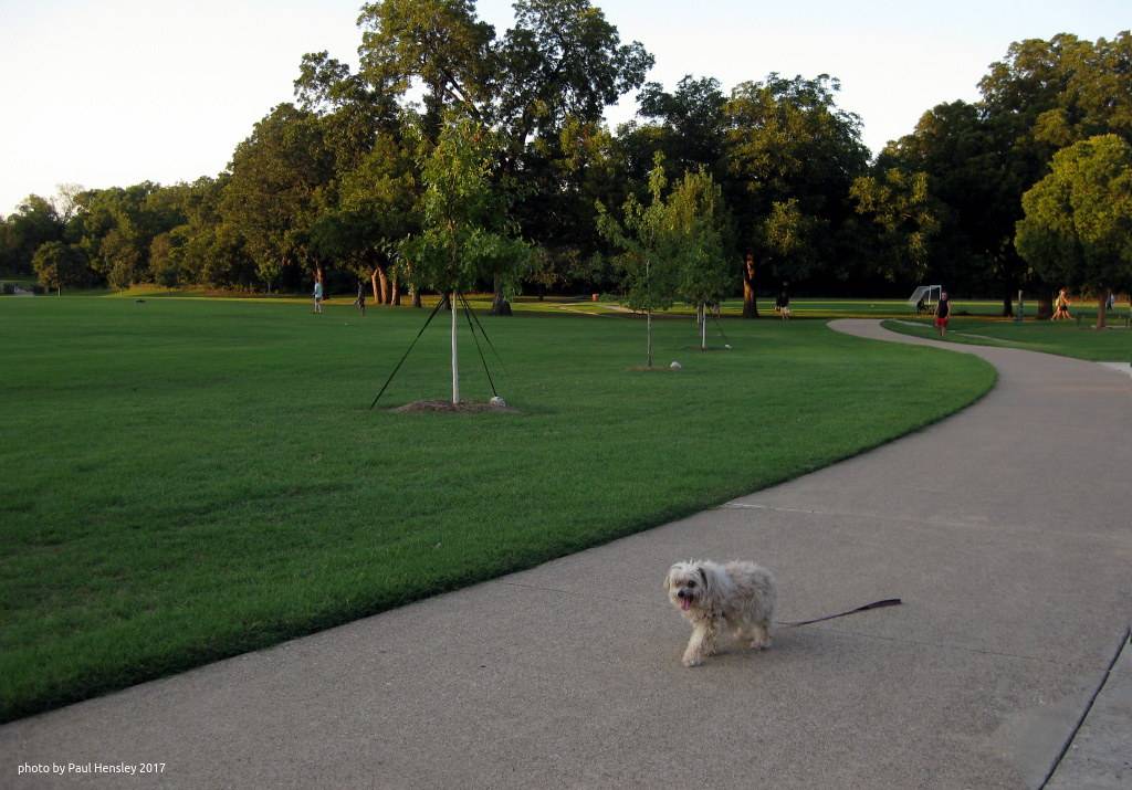 Hundeauslauffläche, Freilauf Im Huthpark