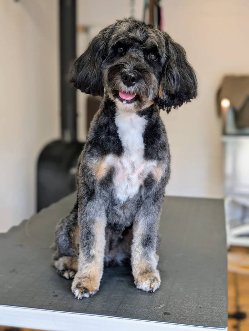 Hundesalon FellFreunde