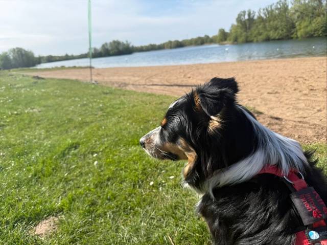 Hundestrand
