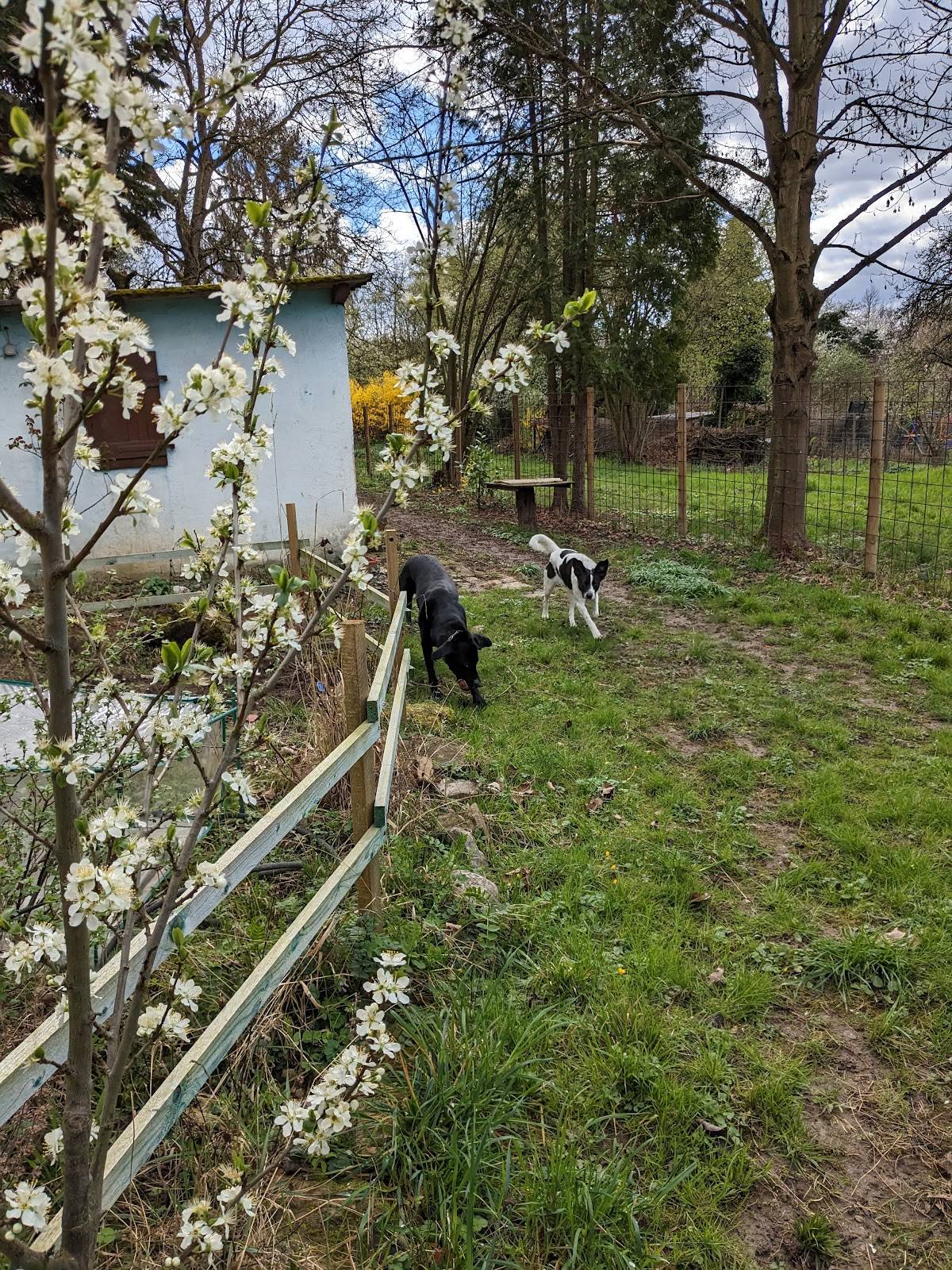 Hundegarten Böhm