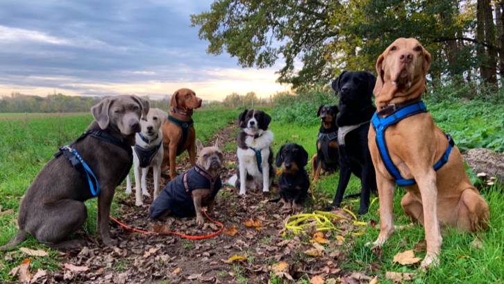 hundewegs - Dogwalker/Gassiservice, Hundebetreuung