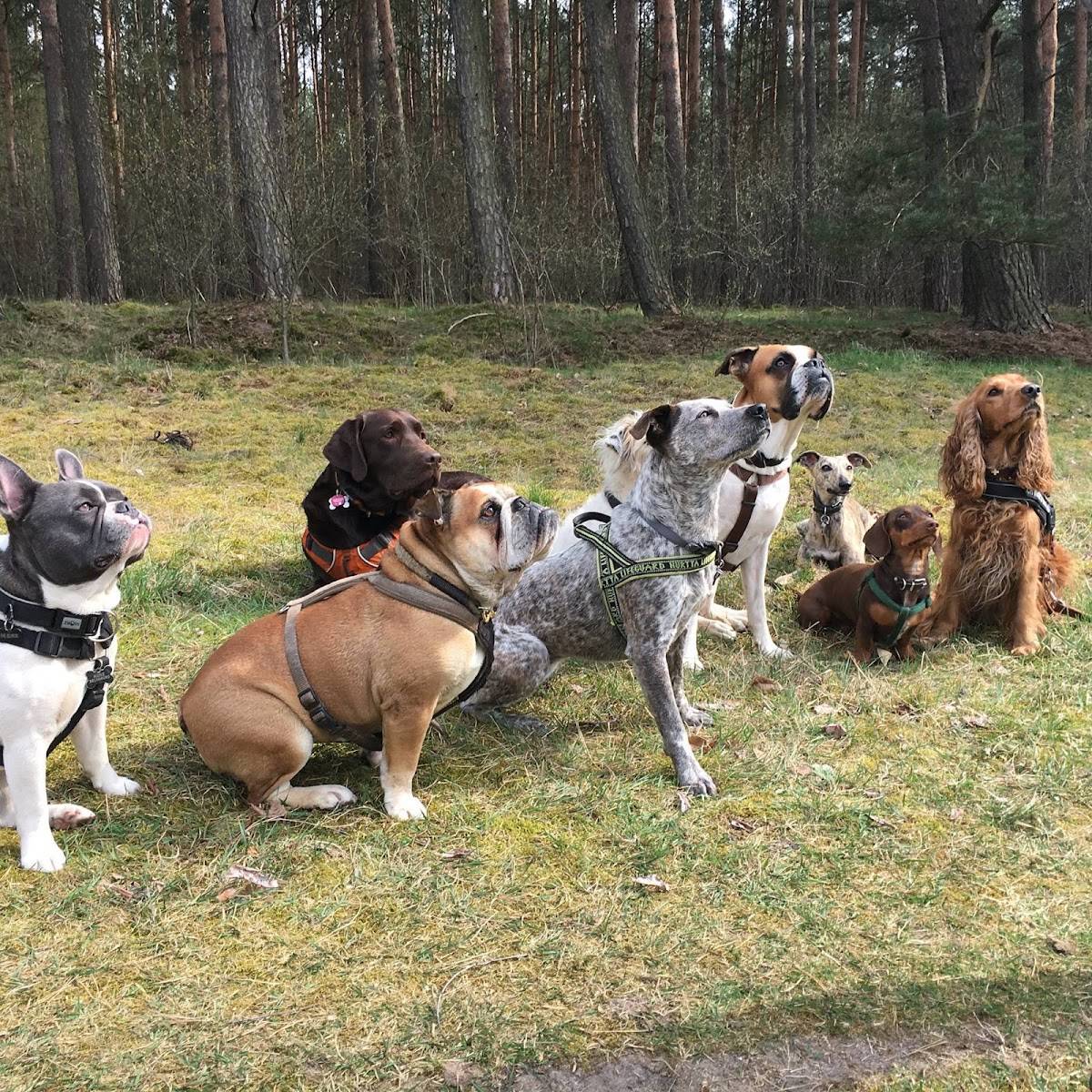 Hundebetreuung Individuell Berlin