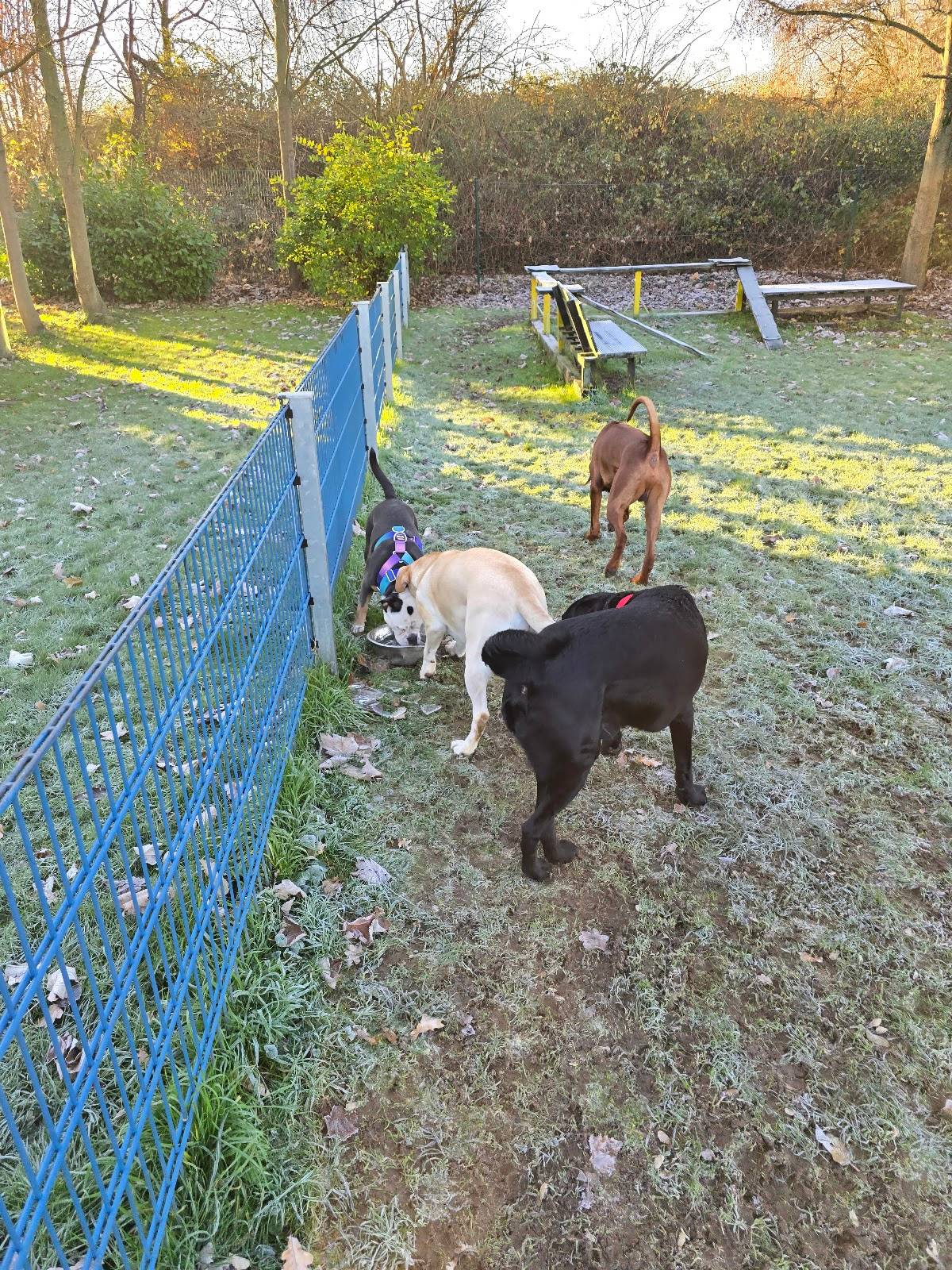 DOG TEAM COLOGNE Hundeschule