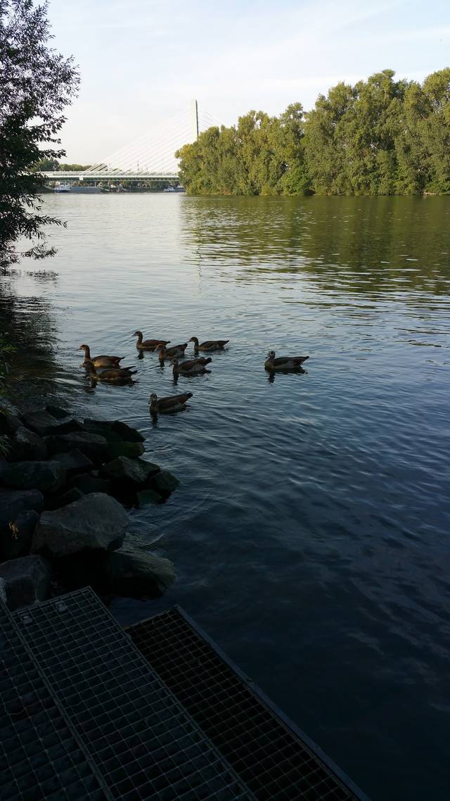 Hundeauslauffläche, Freilauf Am Sindlinger Mainufer
